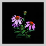 Purple Coneflower On Black posters