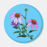 Purple Coneflower On Blue Fridge Magnets