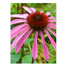 Purple Coneflower Postcards