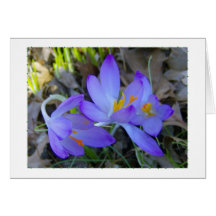 Purple Crocus Card