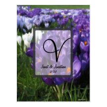 Purple Crocus Flower Monogram Postcards
