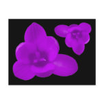 Purple Crocus Flower Postcard