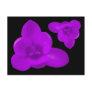 Purple Crocus Flower Postcard