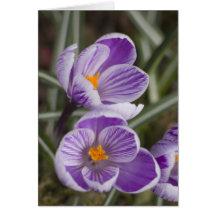 Purple crocus flowers ...  Easter card
