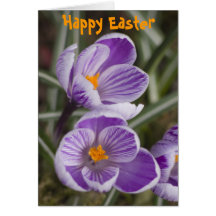 Purple crocus flowers ...  Easter card