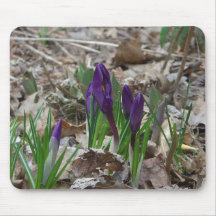 Purple Crocus Mouse Pad