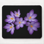 Purple Crocus