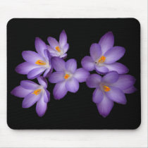 Purple Crocus