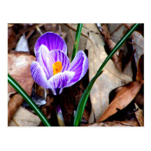Purple Crocus Postcard