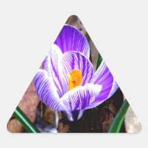 Purple Crocus Sticker