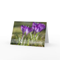 Purple Crocuses DSC0702