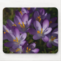 Purple Crocuses DSC5448 Mouse Pads