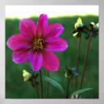 Purple Dahlia Canvas Print