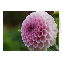 Purple Dahlia Cards