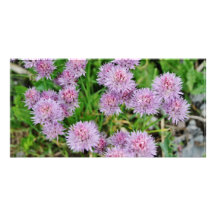 Purple Dahlia Flowers Growing Custom Photo Card
