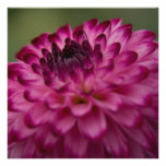 Purple Dahlia Personalized Invitations