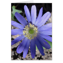 Purple Daisy Card