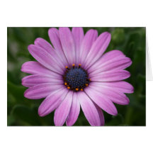 Purple Daisy Card