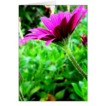 Purple Daisy Cards