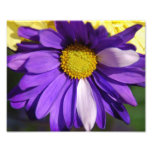 Purple Daisy Flower Photo