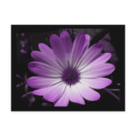Purple Daisy Flower Postcard