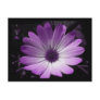 Purple Daisy Flower Postcard