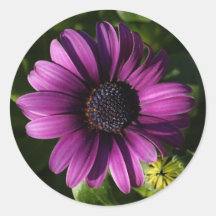 purple daisy flower sticker