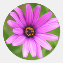 Purple Daisy stickers