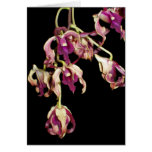 Purple Dendrobium Greeting Cards