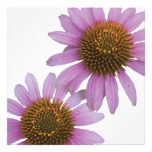 Purple Echinacea- Photography Print