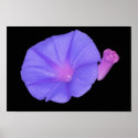 Purple Edan Bloom posters