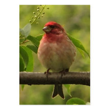 Purple Finch ATC Business Card Template