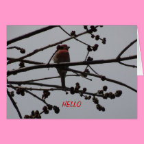 Purple Finch, Bright and Cheery cards