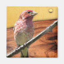 purple finch by gregory gallo fridge magnets