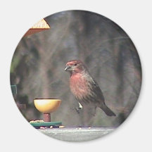 Purple Finch Magnet