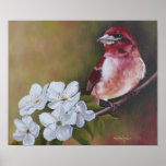 Purple Finch Poster