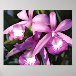 Purple Flock of Orchids