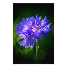 Purple Flower #2 Photograph