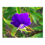 purple flower against green painted effect post card