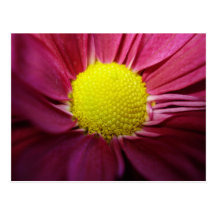 Purple Flower - Blank PostCard