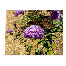 Purple Flower Bunch Post Cards