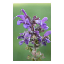 Purple flower by Terrill Personalized Stationery