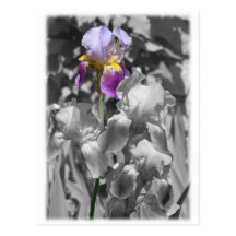 Purple Flower Card Post Card