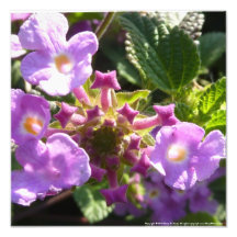 Purple Flower Cluster Photo Print