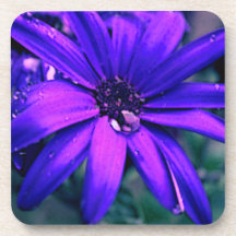Purple Flower Drink Coasters