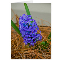 Purple Flower Greeting Card
