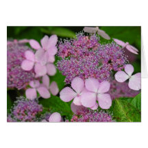 Purple Flower Greeting Card