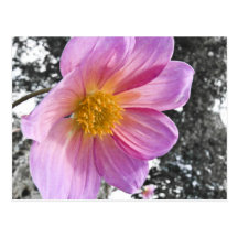 Purple Flower I Post Card