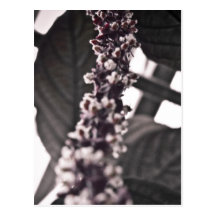 Purple Flower II Postcard