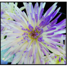Purple Flower Magnet Photo Cutout